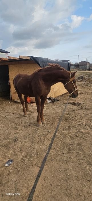 Айғыр. Жеребец. Жылқы