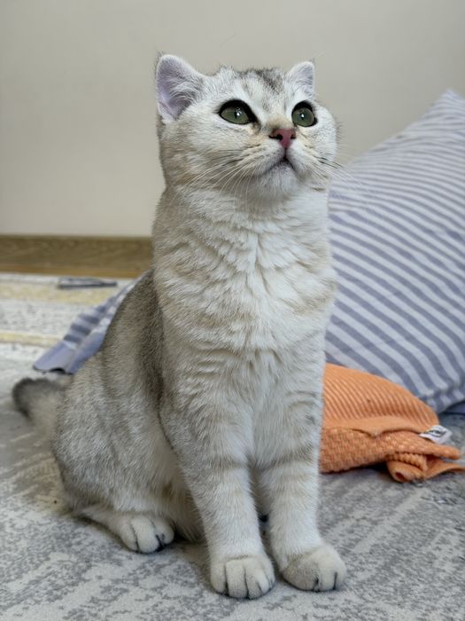 Шиншила чистокровная кошка