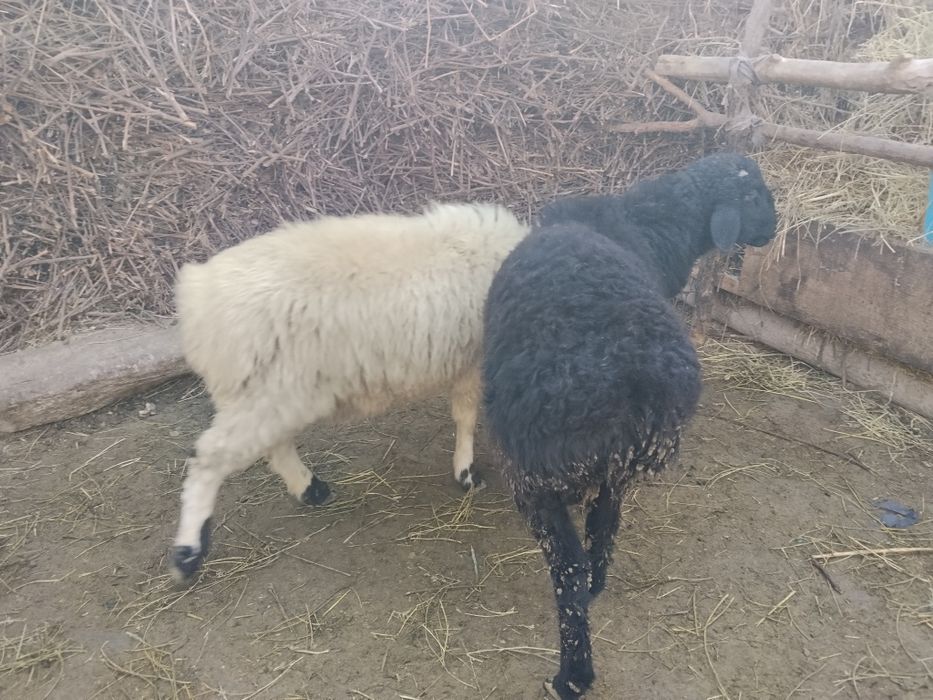 Sotiladi manzil Vobkent.