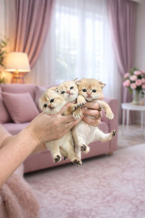 Золотая шиншилла