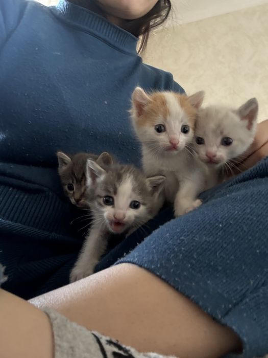 Ласковые игривые котята ищут себе семью