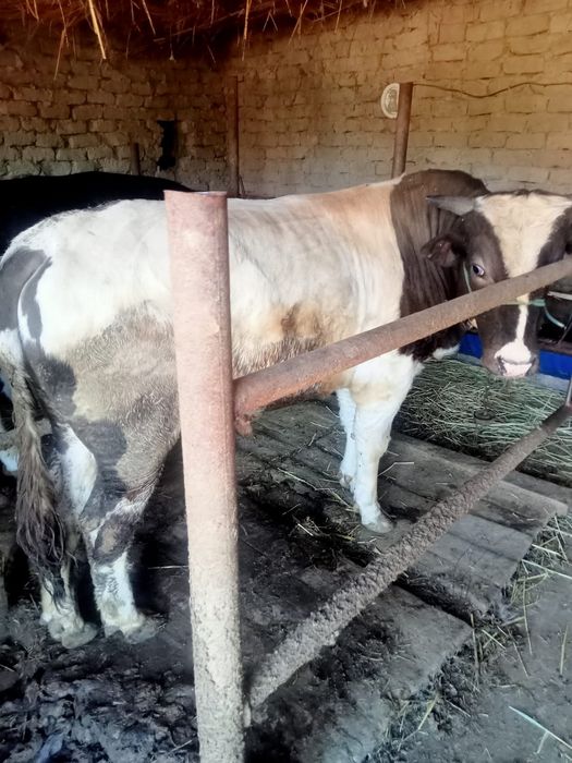 Бұқа сатылады семіз..