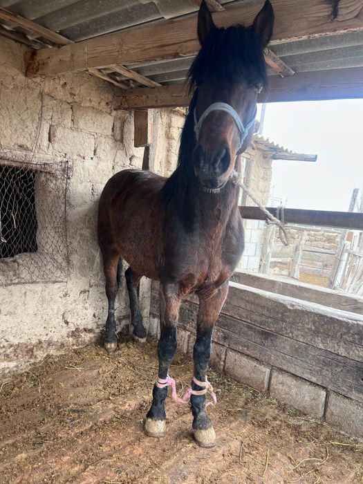 8 жасар Айғыр сатамын .