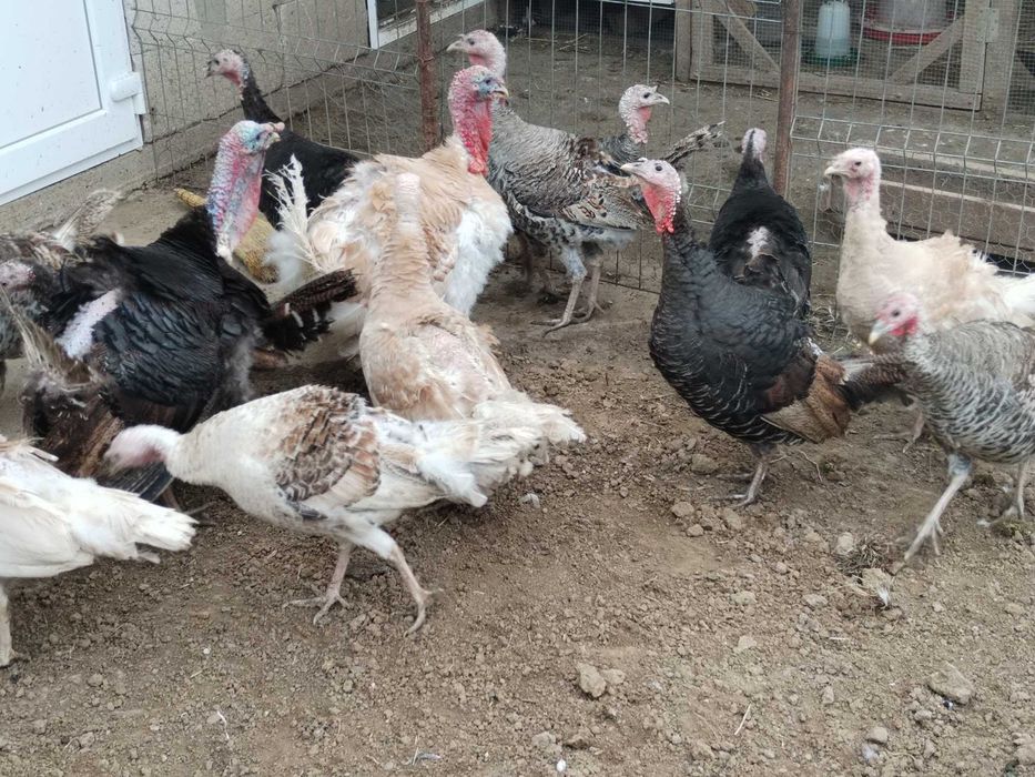 Oua de curca de tara pentru incubat