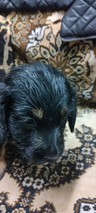 Продою щенят полу такса полу спаниел