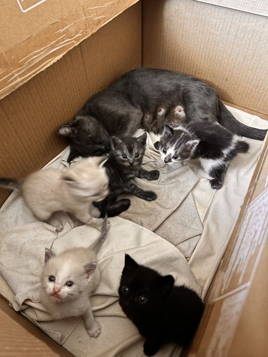 Котята в добрые руки мама британка