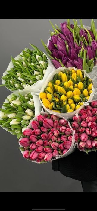 Толька оптом свежи