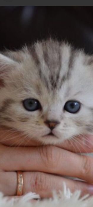 Скотиш страйт  1,5 месяц.Самостоятельные.