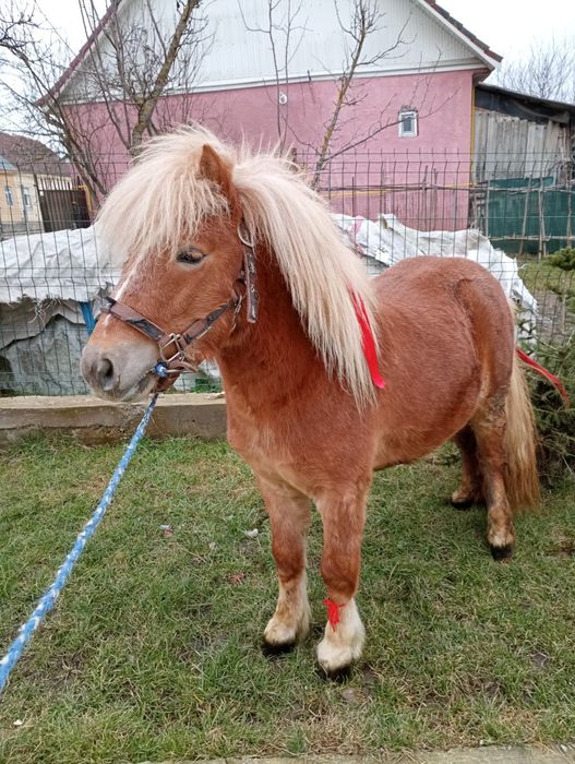 Vând ponei de 3 ani cuminte trage bine