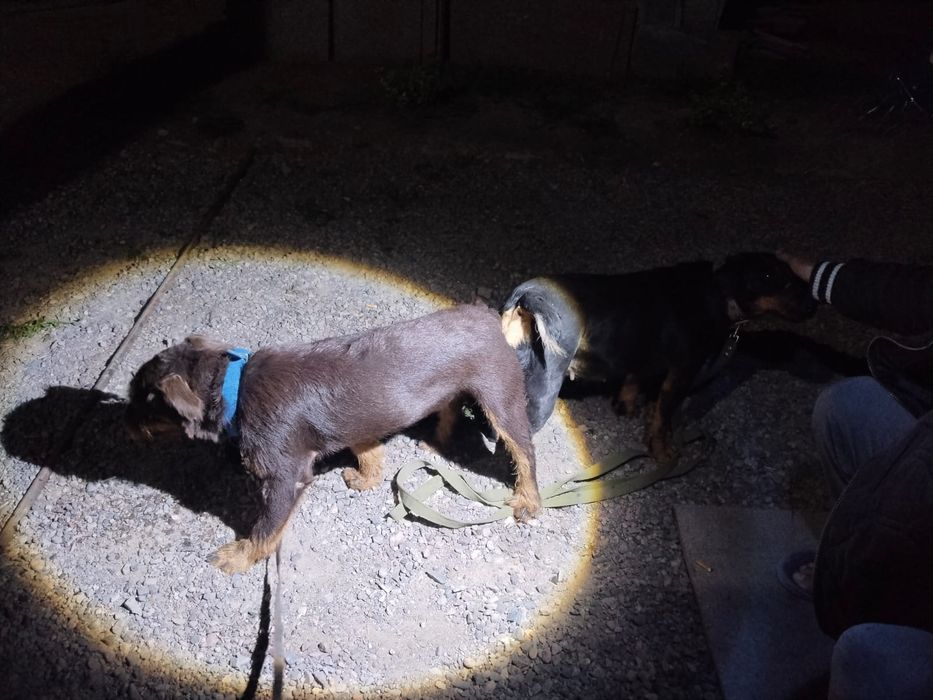 Щенок ягдтерьера