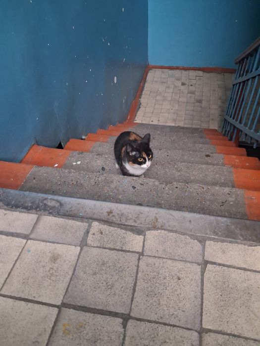 Котята даром , подарите им  дом