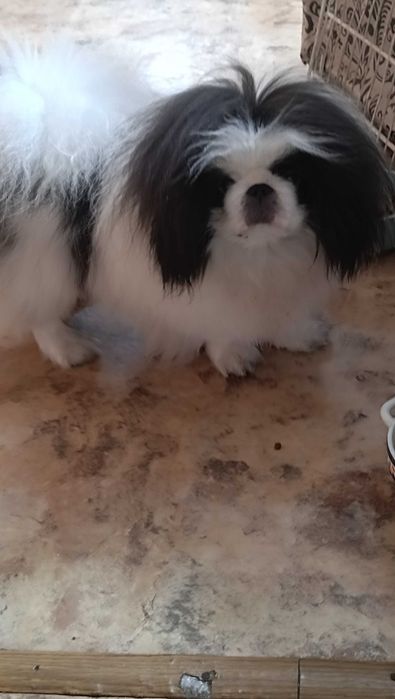 Пекинес ,мальчик