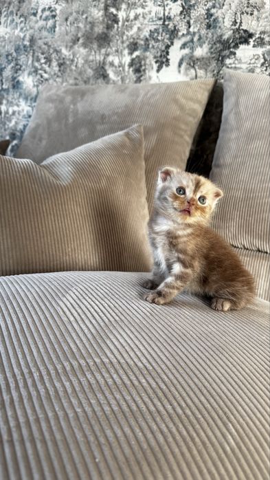 Котята британцы