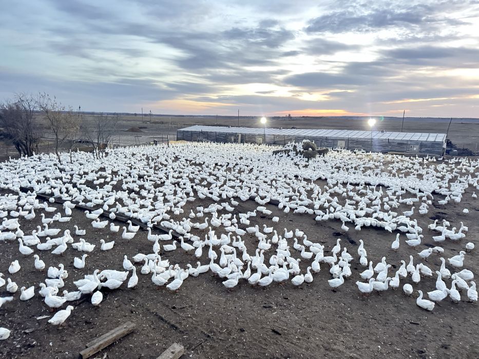 Гуси оптом, қаздар