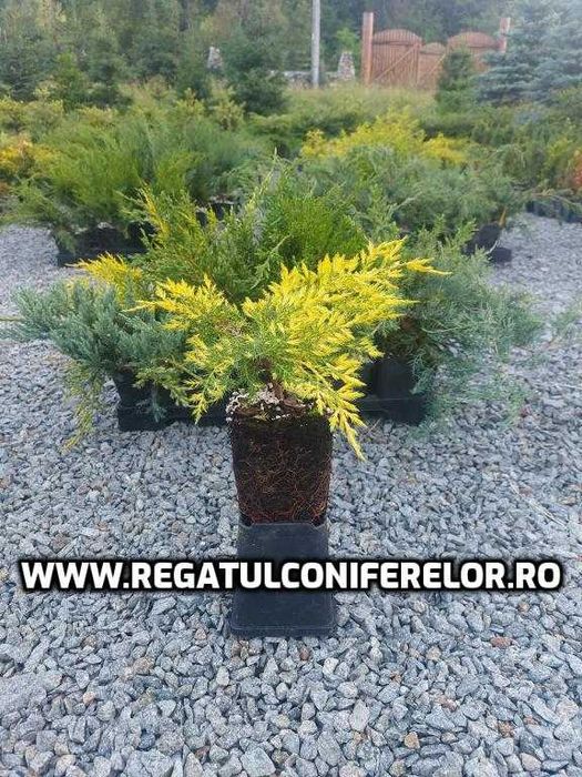 Mix 30 buc. varietati ienupar- cromatica galben, albastru, verde
