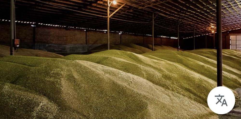 Vand Cereale Grau Orz Floarea-Soarelui Porumb