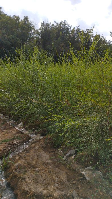 Саженцы все виды