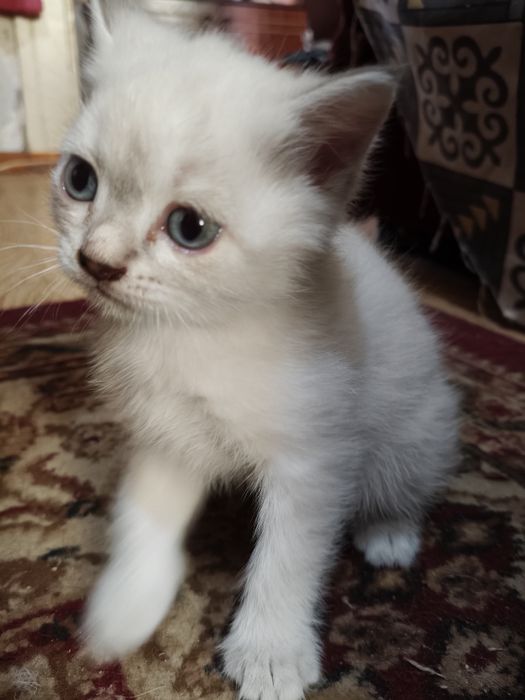 Отдам котенка, девочка, бело-молочная