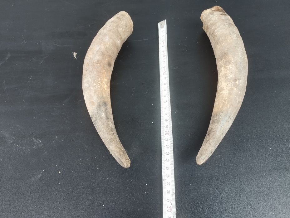 Чифт биволски рога