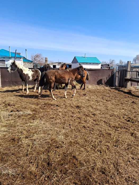 Тайлар еркек 4 бас сатылады