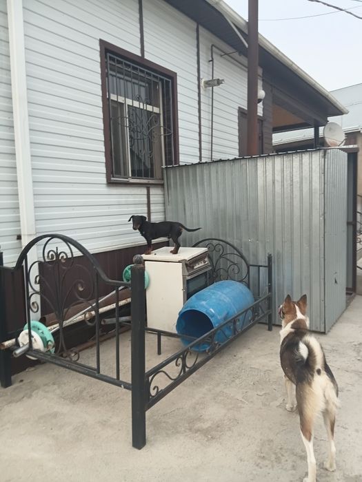 Лайка охотник таза