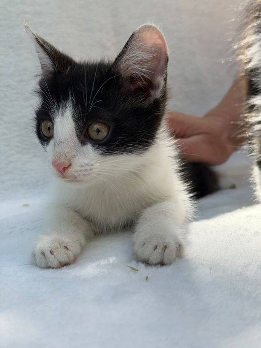 Ищем котятам дом