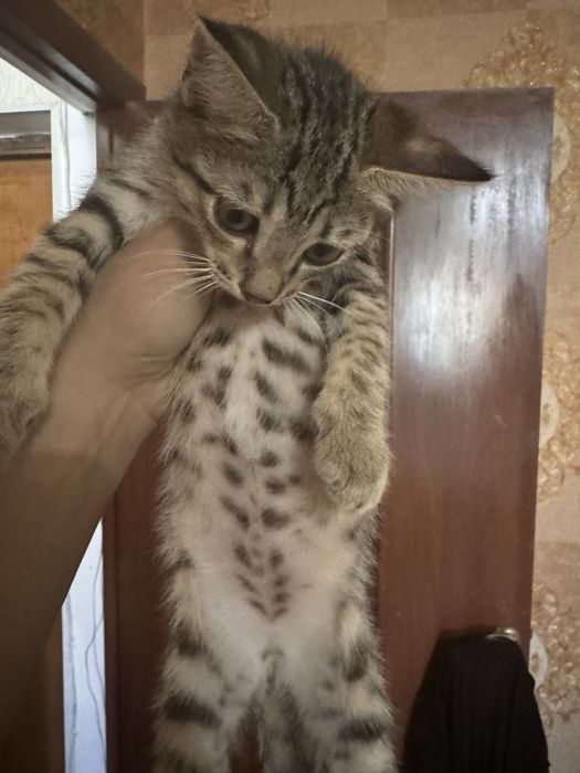 Отдам котёнка в добрые руки