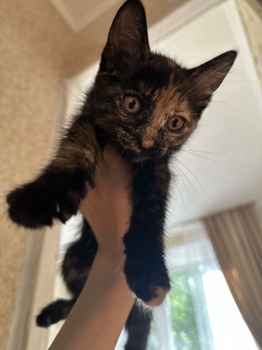 Отдам котят в добрые руки, 2 месяца