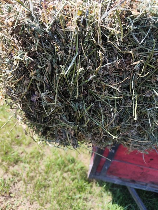 Baloti lucerna si iarba