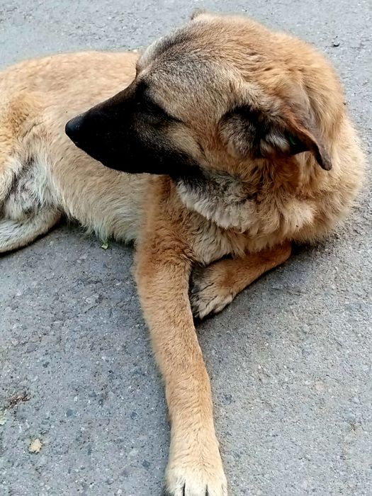 Отдам в хорошие руки