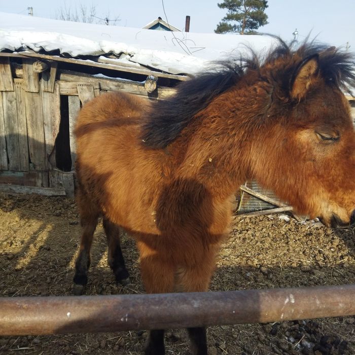 Продам жеребёнка
