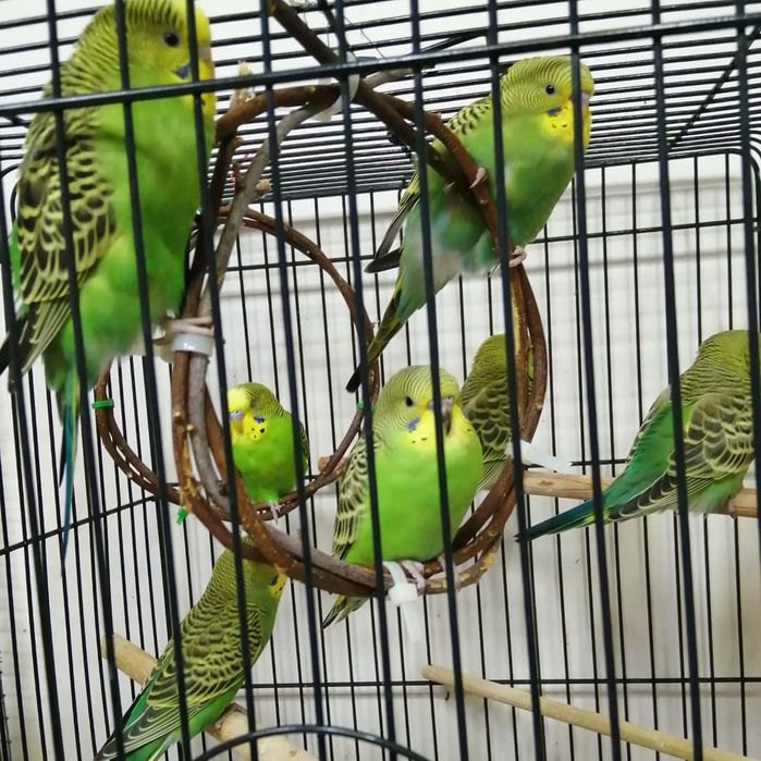 Попугай волнистые
