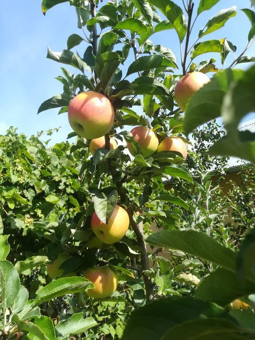 Varza Kale si Mangold (sfecla elvetiana sau spanacul mediteranean)