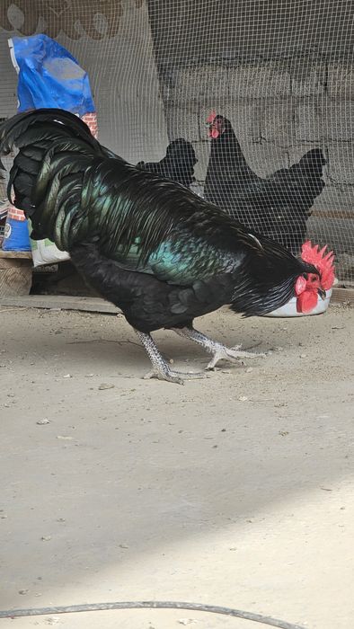 Qora shahzoda xoʻroz sotkladi