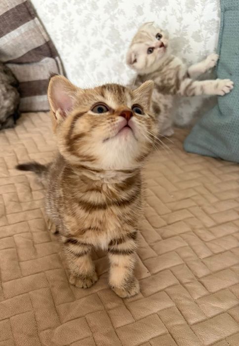 Котята шотландцы
