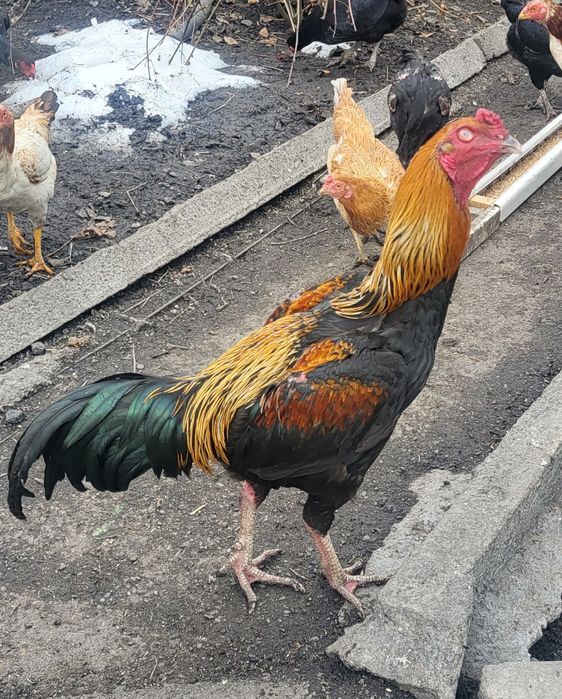 Дакан. Конец мая.