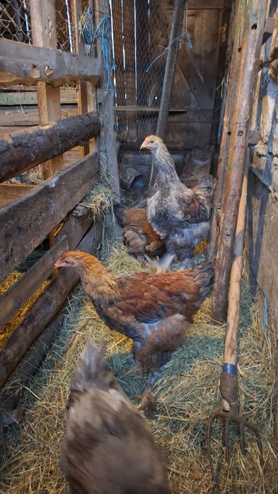 Vând cocoși brahma