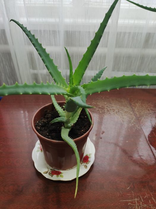 Продам цветок Алоэ домашний