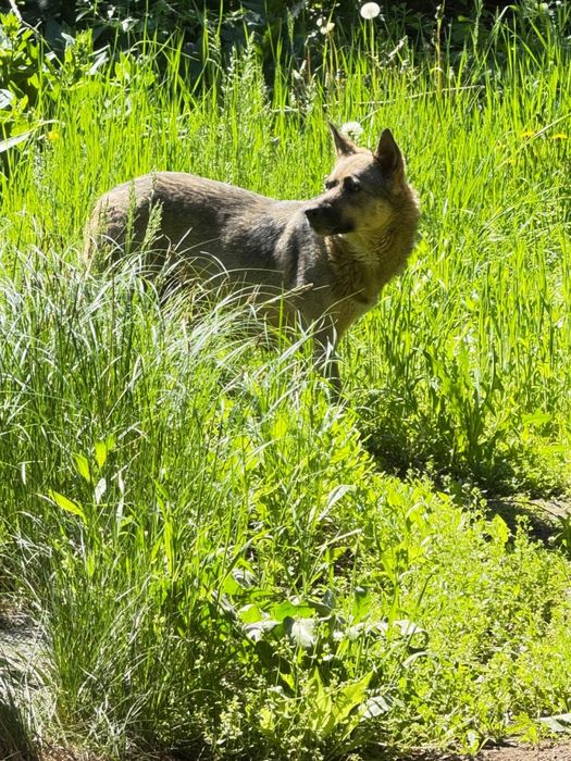 Собака ищет Хозяина