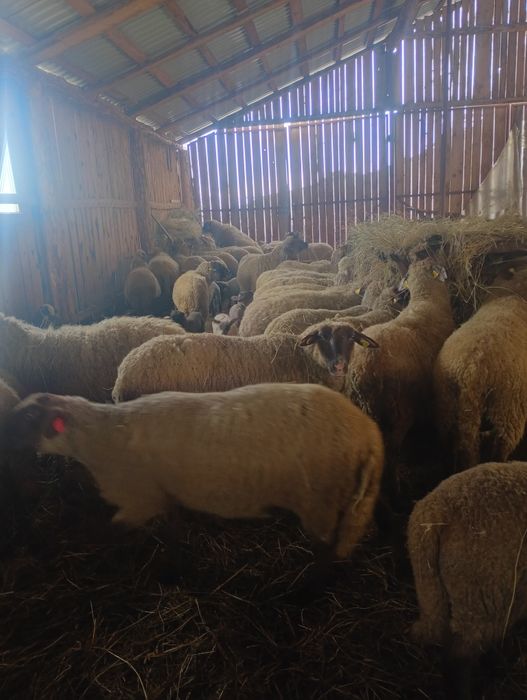 130 oi cu câte 2 miei și 150 cu 1 miel