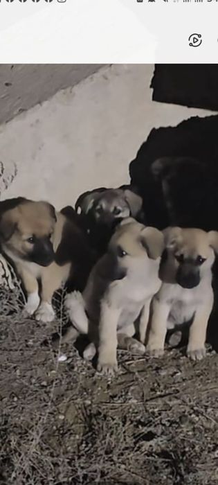 Щенки в хорошие руки