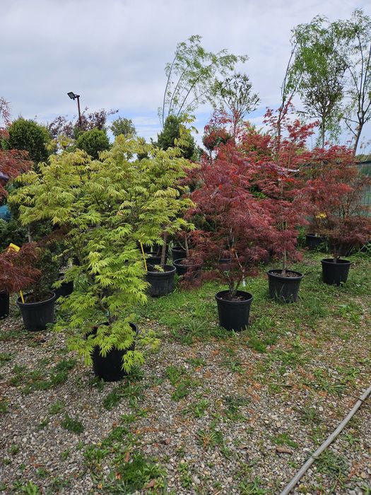 Arțar japonez toate dimensiunile