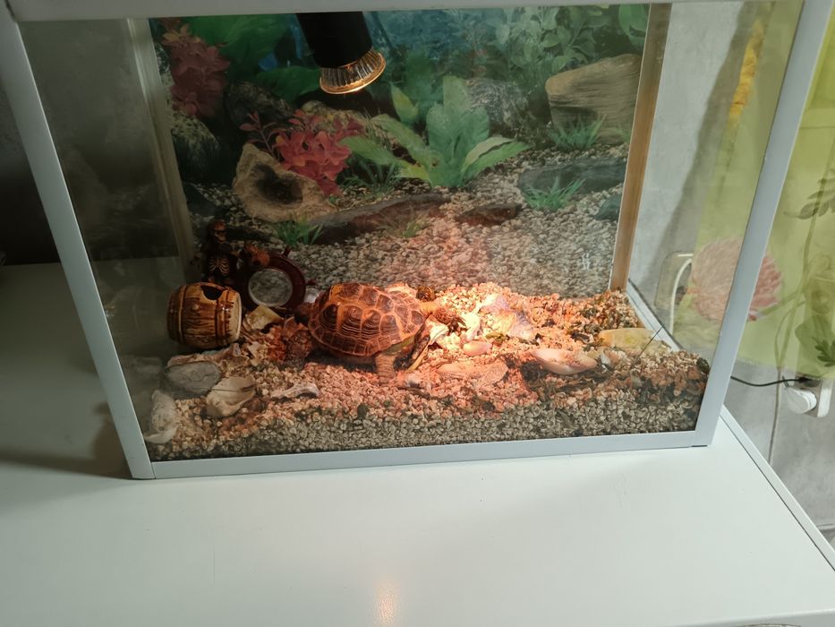 Черепаха вместе с аквариумом