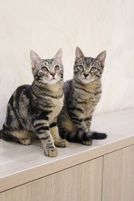 Девочки сестрички любящем хозяевам