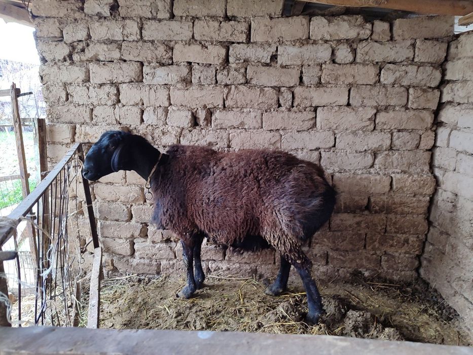 Қўчқор қойга қошишга