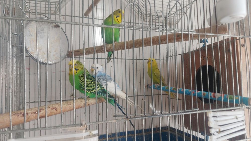 Pasari superbe tineret