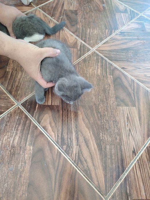 Отдам в хорошие руки котёнка