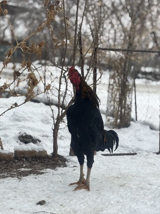 Продоётся петух дакан