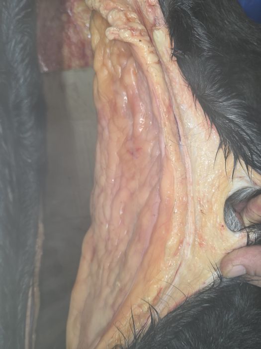 Биелер сатылады елі қазы