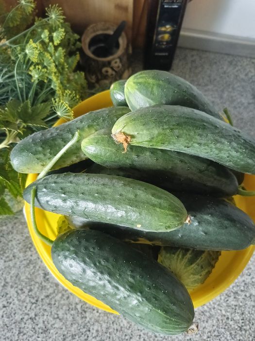Продам огурцы домашние
